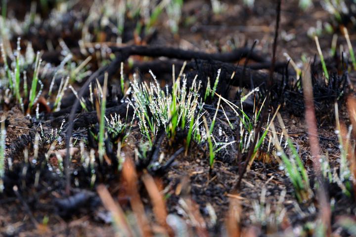 Green grass starting to regrow after a fire